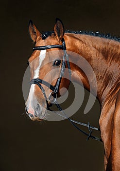 Purebred dressage horse in dark stable