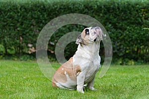Purebred English Bulldog on green lawn. Young dog standing on green grass and looking up.