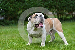 Purebred English Bulldog on green lawn. Young dog standing on green grass
