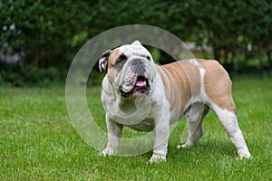 Purebred English Bulldog on green lawn. Young dog standing on green grass