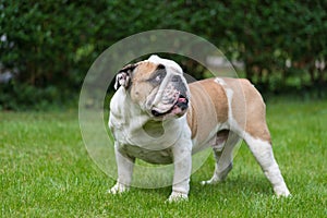 Purebred English Bulldog on green lawn. Young dog standing on green grass