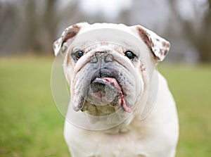 A purebred English Bulldog with an underbite