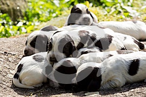 Purebred English Cocker Spaniel puppies