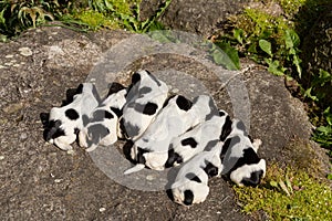 Purebred English Cocker Spaniel puppies