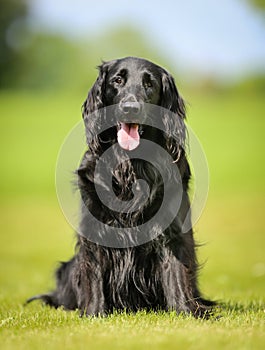 Purebred flat-coated retriever dog