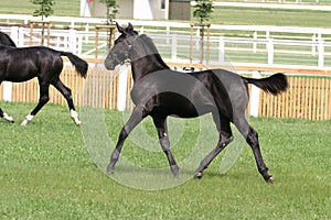 Purebred foal running across the showground