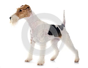 Purebred fox terrier