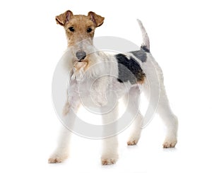 Purebred fox terrier