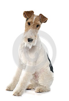 Purebred fox terrier