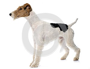 Purebred fox terrier