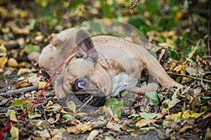 Purebred french bulldog. Cute dog lying in the leaves