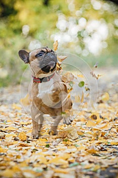 Purebred french bulldog. Cute dog playing with leaves in the forest