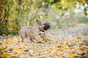 Purebred french bulldog. Cute dog playing outside