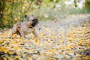 Purebred french bulldog. Cute dog playing outside