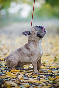 Purebred french bulldog. Cute dog posing outside