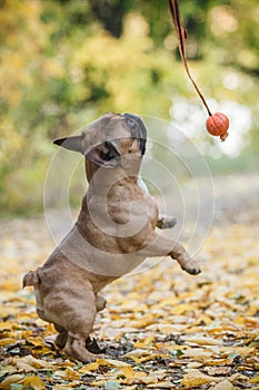 Purebred french bulldog. French buldog playing with toy outside