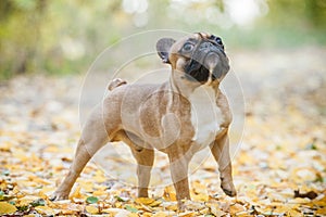 Purebred french bulldog. Portrait of french buldog