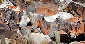 purebred Galician horse at the rapa das bestas festival in Campo do Oso in MondoÃ±edo, the first rapa das bestas of summer 2023 photo