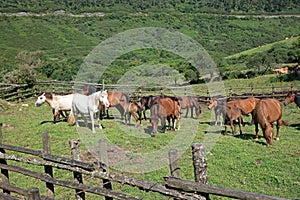 purebred Galician horse at the rapa das bestas festival in Campo do Oso in MondoÃÂ±edo, the first rapa das bestas of summer 2023 photo