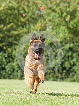 purebred German Shepherd Dog on a green background