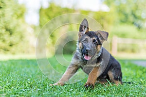 Purebred German Shepherd puppy in green grass