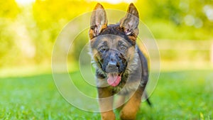 Purebred German Shepherd puppy in green grass