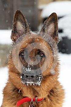 Purebred German Shepherd in the snow