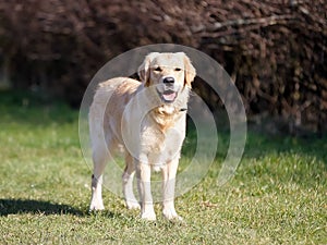 Purebred golden retriever