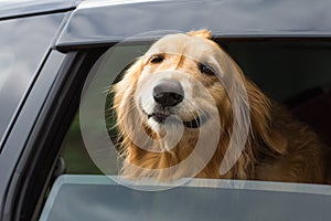 Purebred golden retriever dog