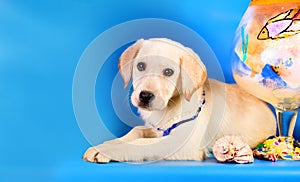 Purebred golden retriever dog on blue background. Marine theme