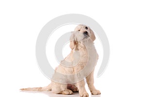 Purebred golden retriever dog isolated over white background