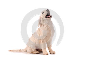 Purebred golden retriever dog isolated over white background