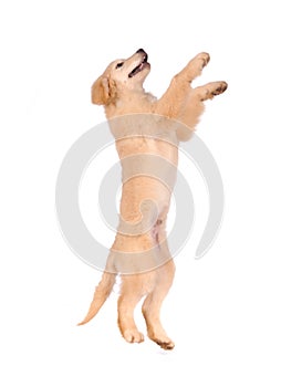 Purebred golden retriever dog isolated over white background