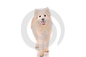 Purebred golden retriever dog isolated over white background