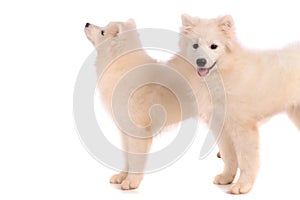 Purebred golden retriever dog isolated over white background