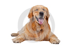 Purebred golden retriever dog sitting on isolated white backgrou