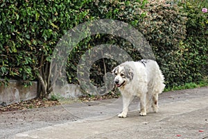 A purebred Great Pyrenees dog walking