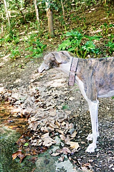 Purebred greyhound dog looking aside in the forest