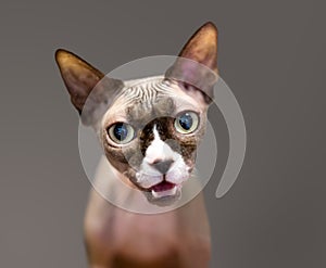 A purebred hairless Sphynx cat