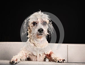 Purebred Havanese dog