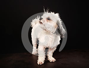 Purebred Havanese dog photo