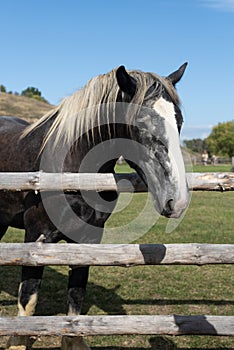 A purebred heavyweight stallion behind the wooden fence close up