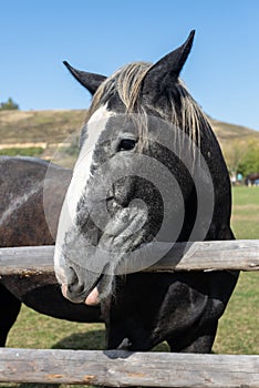 A purebred heavyweight stallion behind the wooden fence close up. Sunny weather, rural life concept