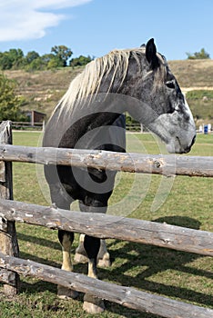 A purebred heavyweight stallion behind the wooden fence close up. Sunny weather, rural life concept