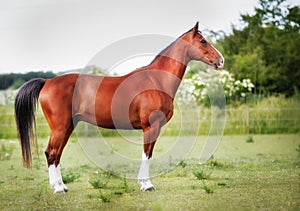 Purebred horse