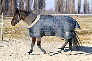 Purebred horse canter in the stable door on animal farm in blan