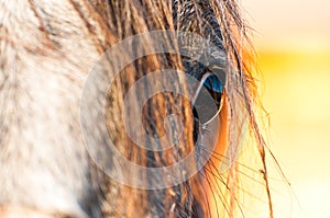 Purebred horse eye close up shot at sunset.