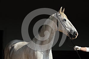 Purebred horse portrait in dark stable background