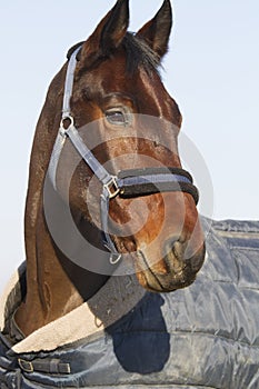 Purebred horse posing in the stable door on animal farm in blan