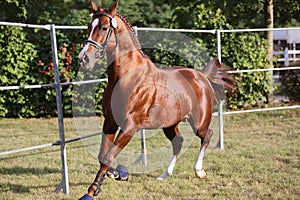 Purebred horse runs gallop in summer corral between metal fences